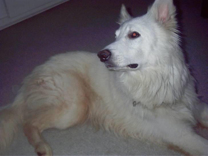 Hvid schæfer tyson billede 1