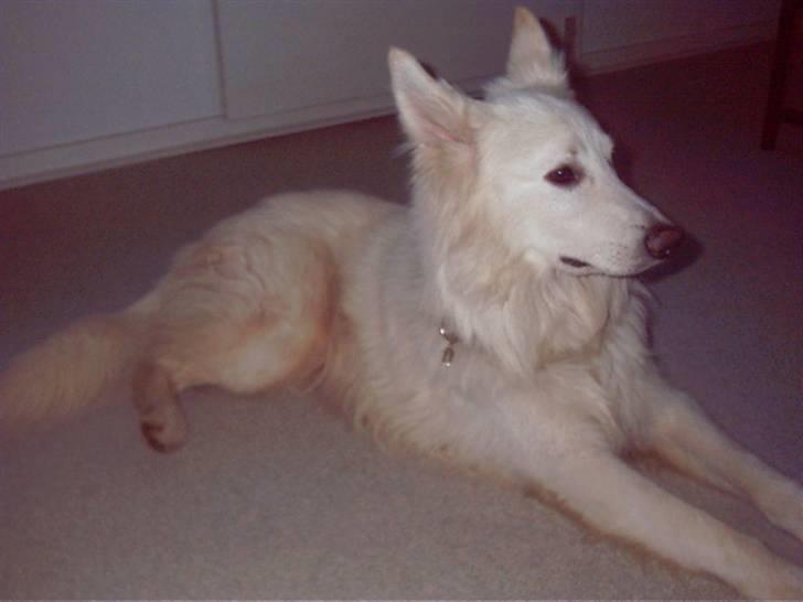 Hvid schæfer tyson billede 2