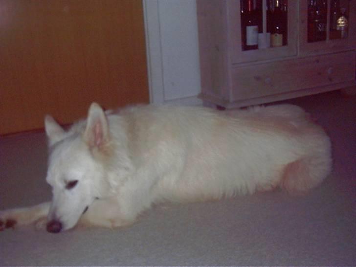 Hvid schæfer tyson billede 3