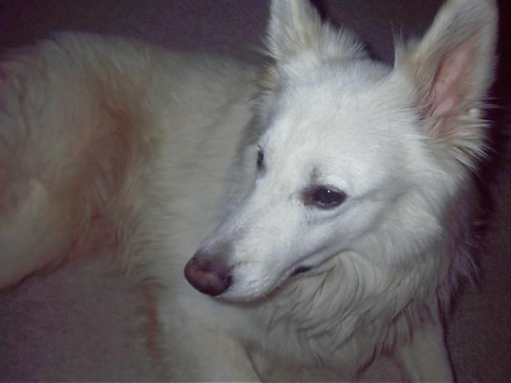 Hvid schæfer tyson billede 4