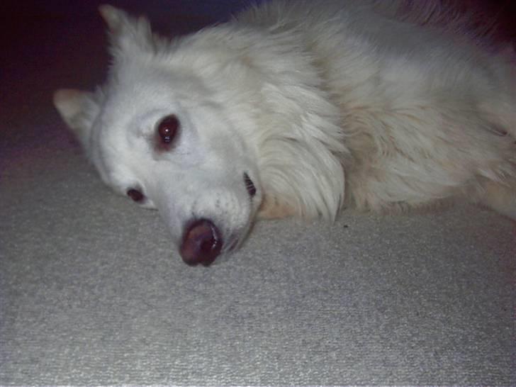 Hvid schæfer tyson billede 5