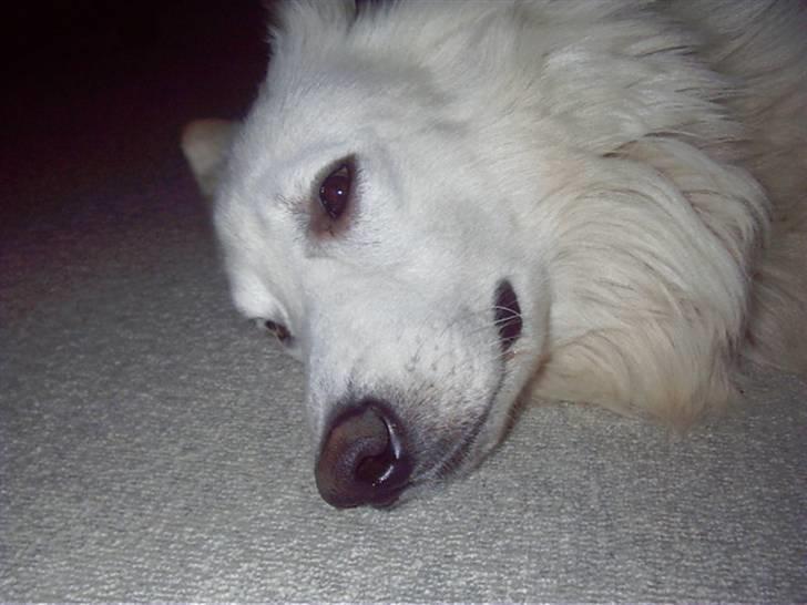 Hvid schæfer tyson billede 6