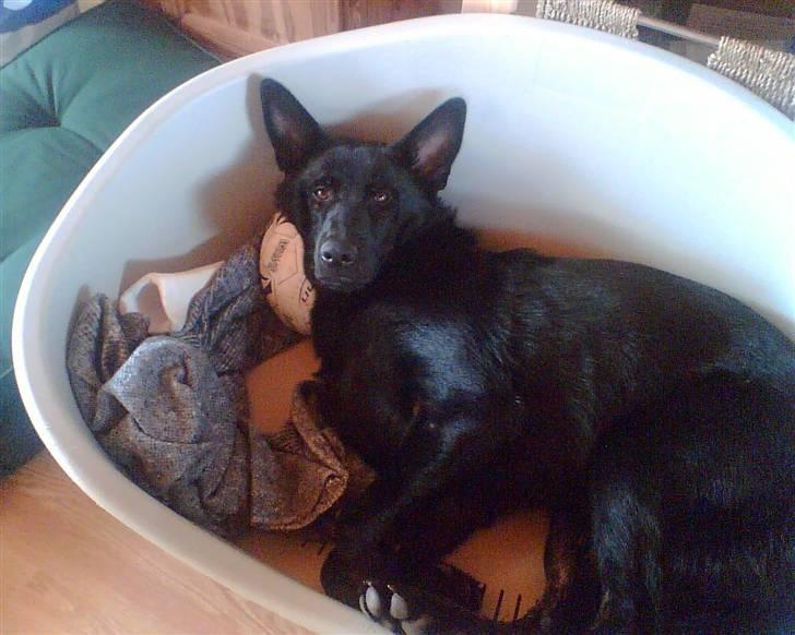 Schæferhund Balto - (R.I.P 23.06.09) - Her er han en dejlig hvalp billede 1