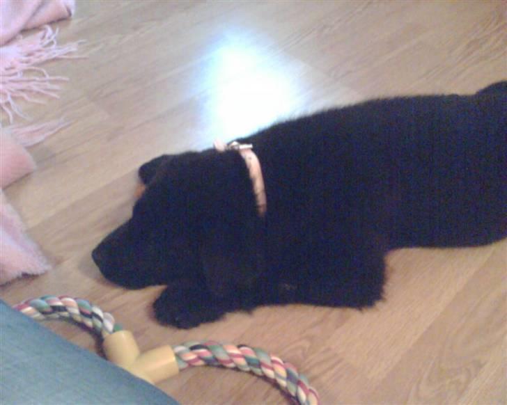 Schæferhund Balto - (R.I.P 23.06.09) - det samme her, emn som I ser, så sover han billede 2