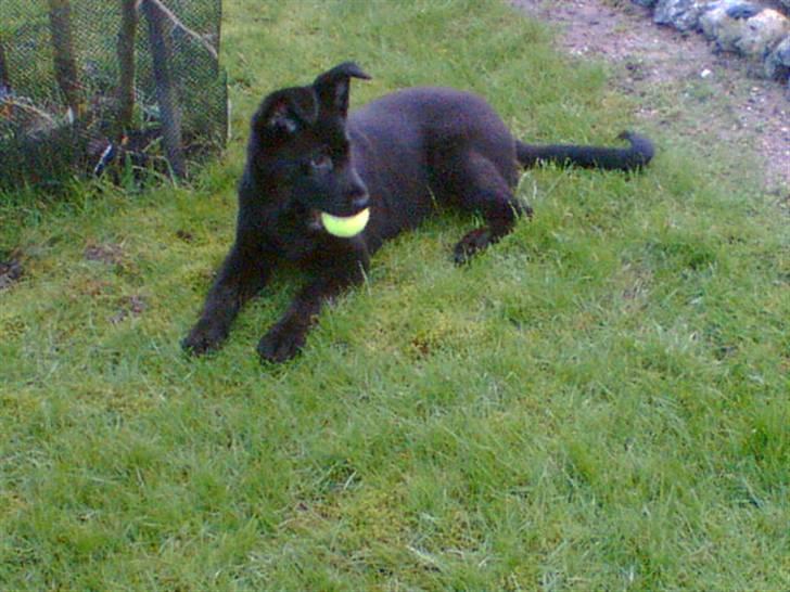 Schæferhund Balto - (R.I.P 23.06.09) - det var den gang, hvor jeg gad at hente en bold... billede 3