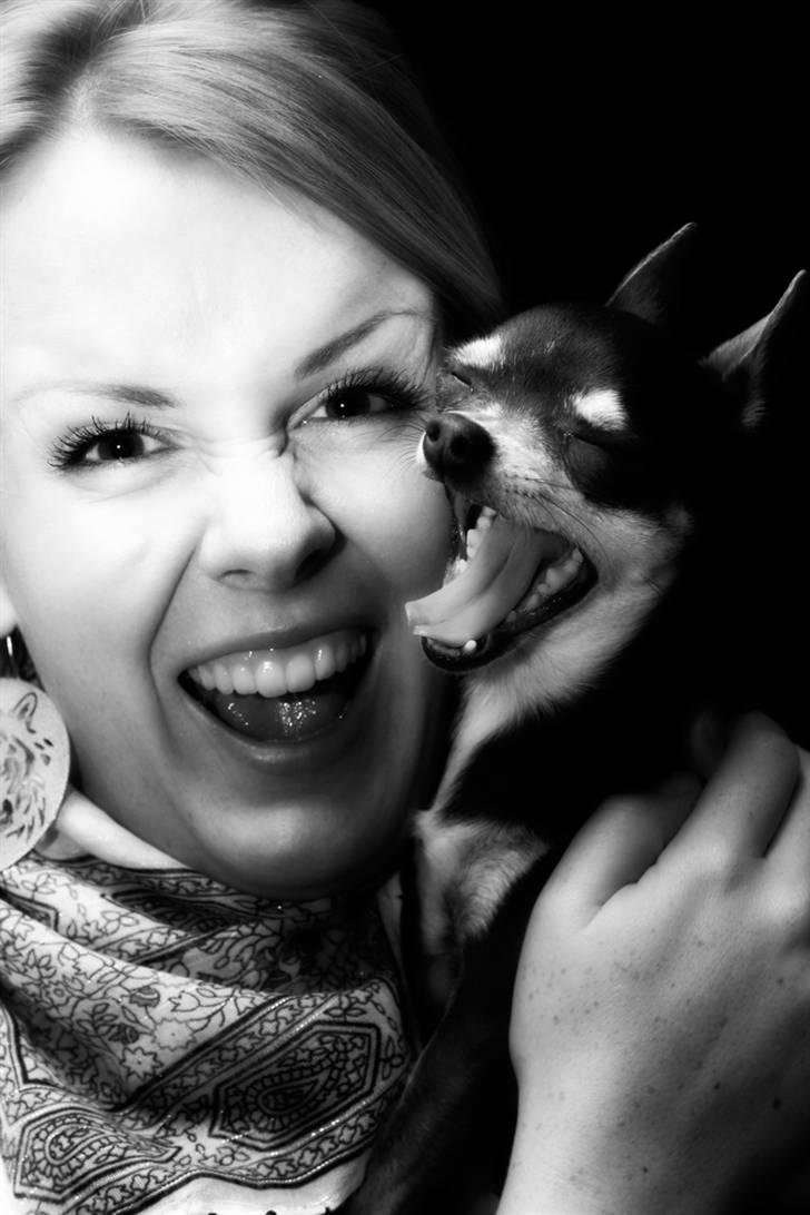 Chihuahua LeeLoo billede 1