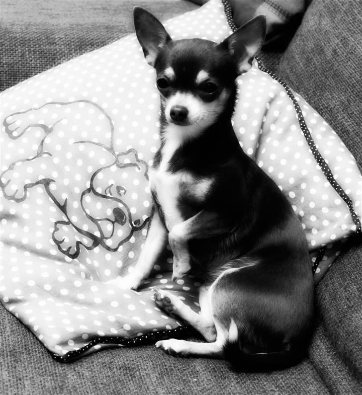 Chihuahua LeeLoo billede 2