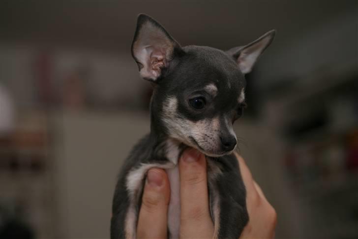 Chihuahua LeeLoo billede 3