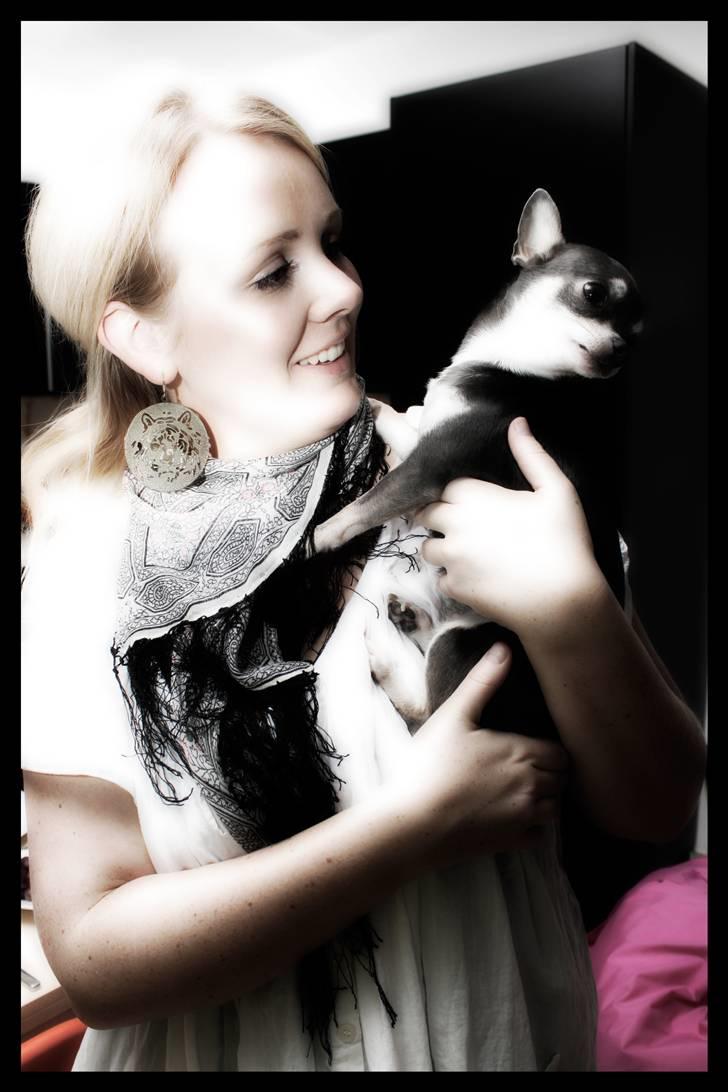 Chihuahua LeeLoo billede 4