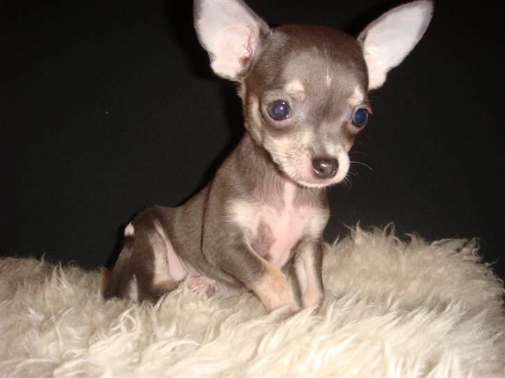 Chihuahua LeeLoo billede 5