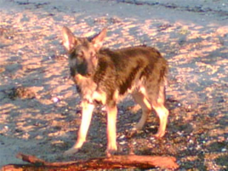 Schæferhund Kento (R.I.P 02.09.09) - i dag lærte jeg at vandet ikke var farligt billede 6
