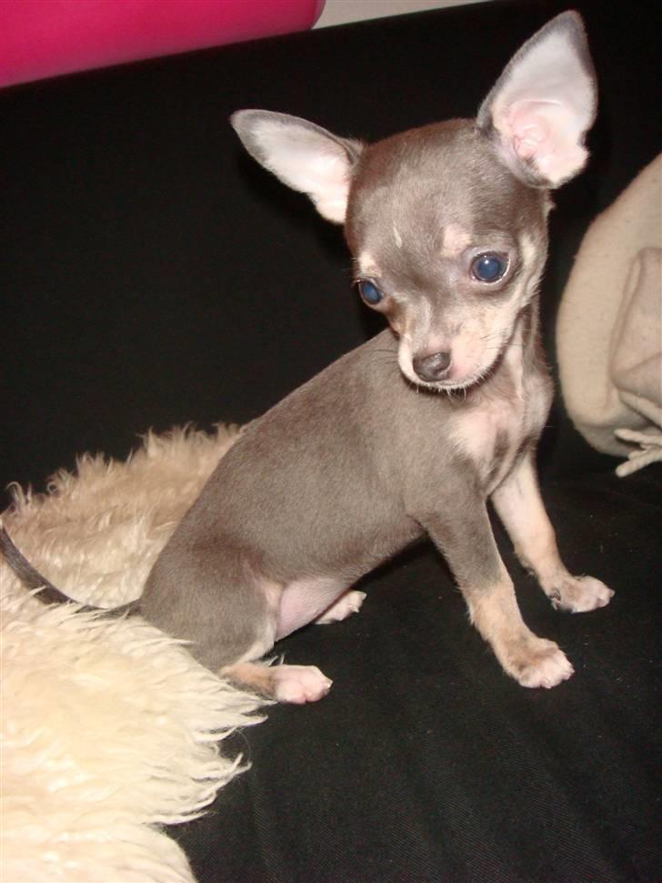 Chihuahua LeeLoo billede 6