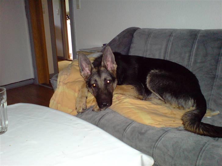 Schæferhund Kento (R.I.P 02.09.09) - ynglings hjørnet igen, men dog sammen med min dyne billede 7