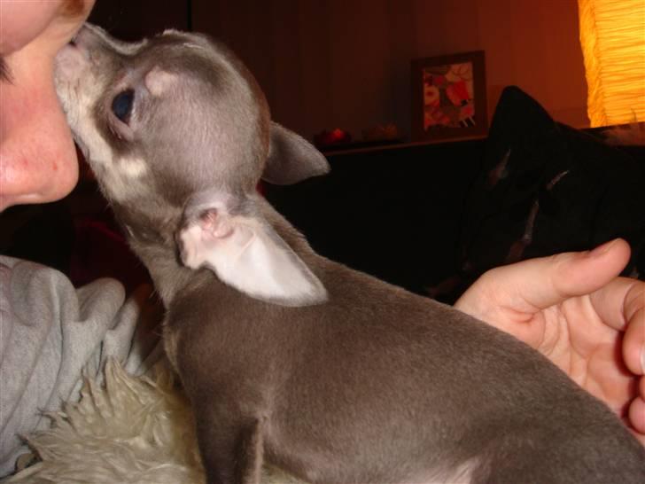 Chihuahua LeeLoo billede 7