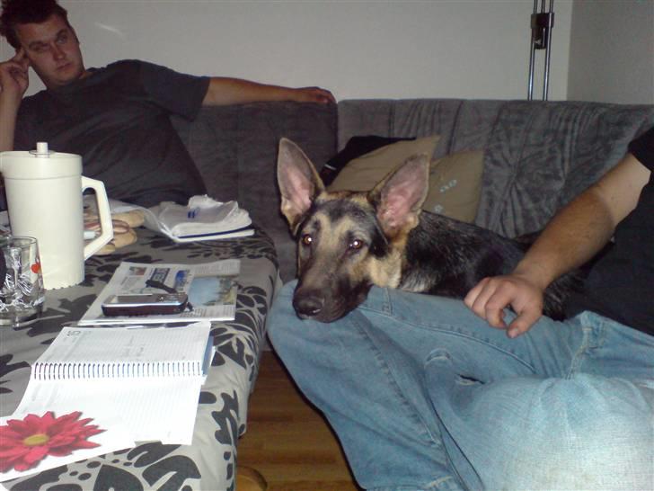 Schæferhund Kento (R.I.P 02.09.09) - hygger med far.. dejligt billede 8