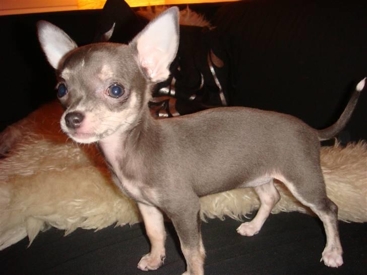 Chihuahua LeeLoo billede 8