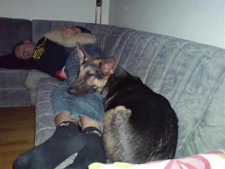 Schæferhund Kento (R.I.P 02.09.09) - sover med far, dejligt billede 9