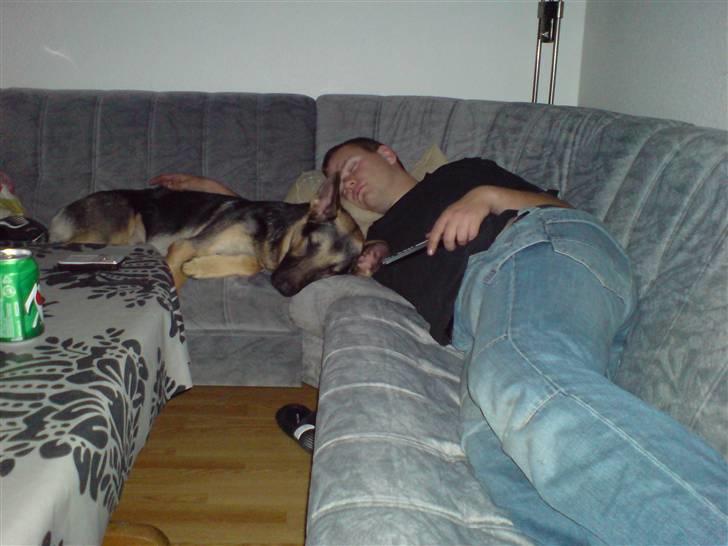 Schæferhund Kento (R.I.P 02.09.09) - her sover jeg også med far billede 10