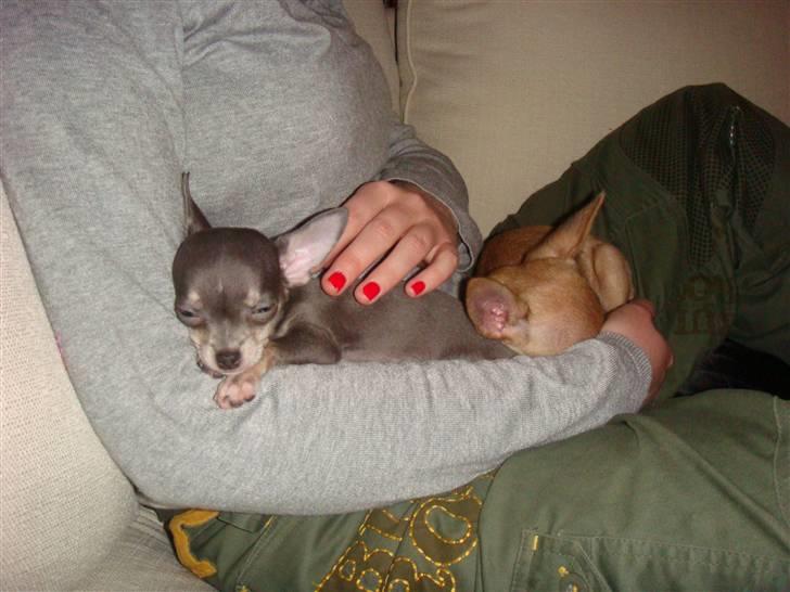 Chihuahua LeeLoo billede 9