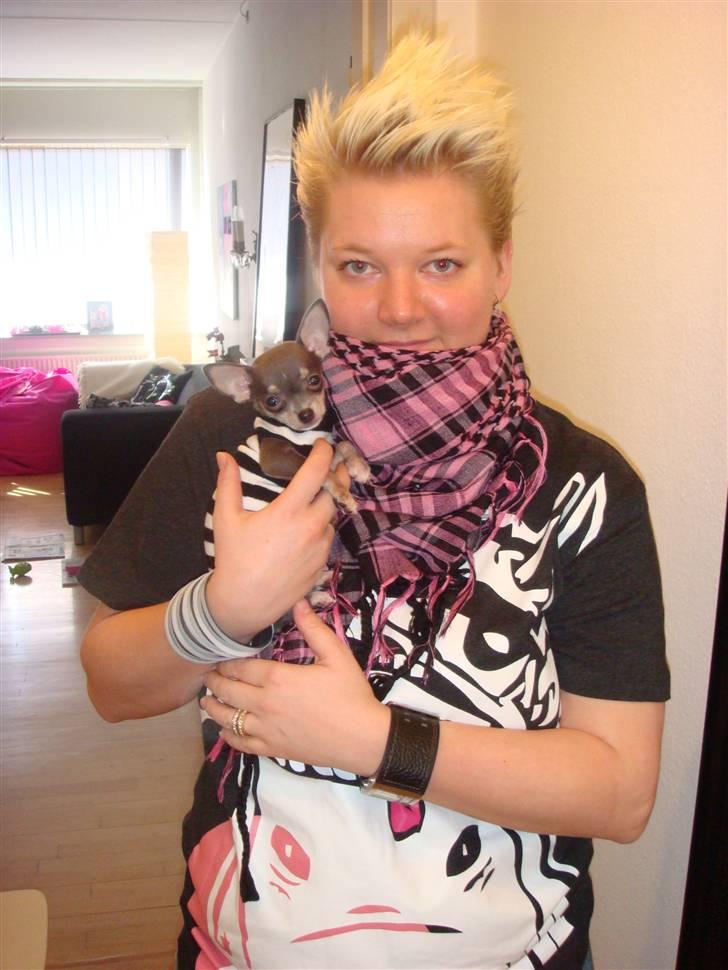 Chihuahua LeeLoo billede 10