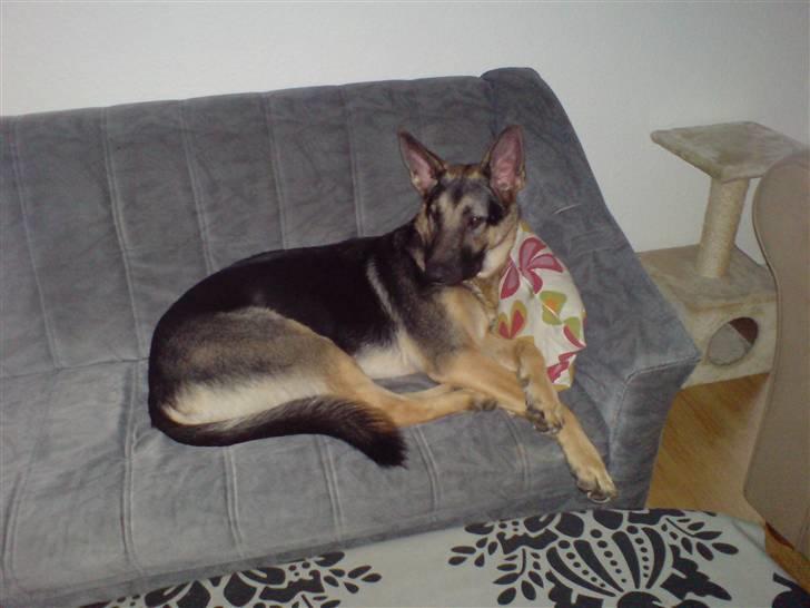 Schæferhund Kento (R.I.P 02.09.09) - jeg skal også kunne følge med i tv´et.. hehe billede 11
