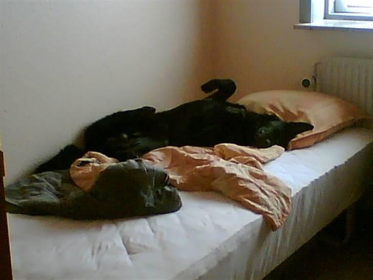 Schæferhund Balto - (R.I.P 23.06.09) - så tager vi lige morfar i gæstesengen, med alle talenterne fremme billede 4