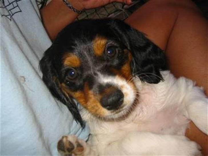 Breton Akela - Akela som hvalp. billede 1