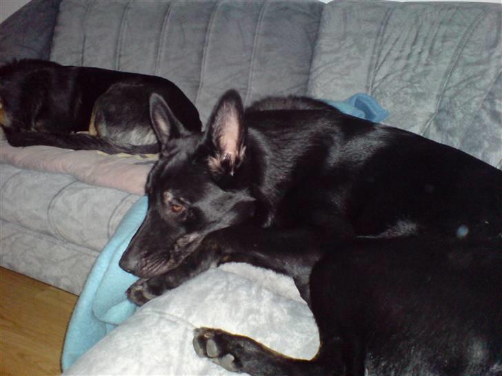 Schæferhund Balto - (R.I.P 23.06.09) - nu er jeg næsten faldet i søvn billede 5