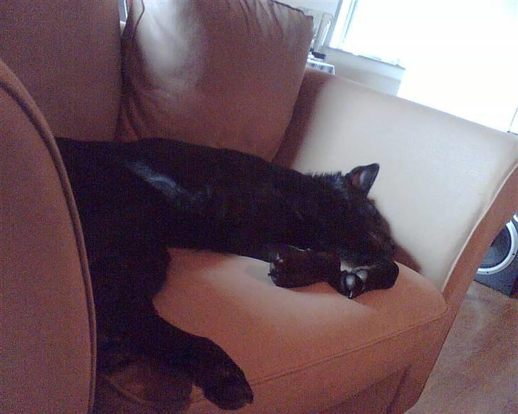 Schæferhund Balto - (R.I.P 23.06.09) - ssshhh jeg sover... billede 6