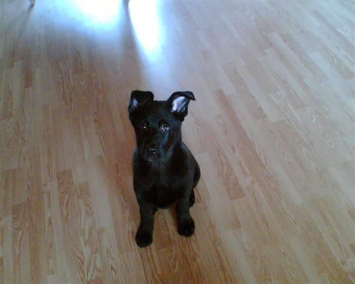 Schæferhund Balto - (R.I.P 23.06.09) - ligger jeg ikke kønt her, mor?? billede 7