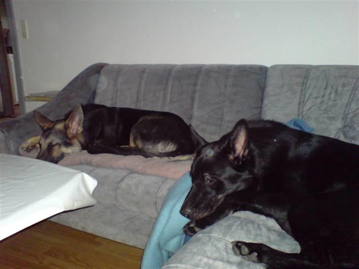 Schæferhund Balto - (R.I.P 23.06.09) - elsker at sove på sofaen.. men jeg holder øje med dig, mor billede 8