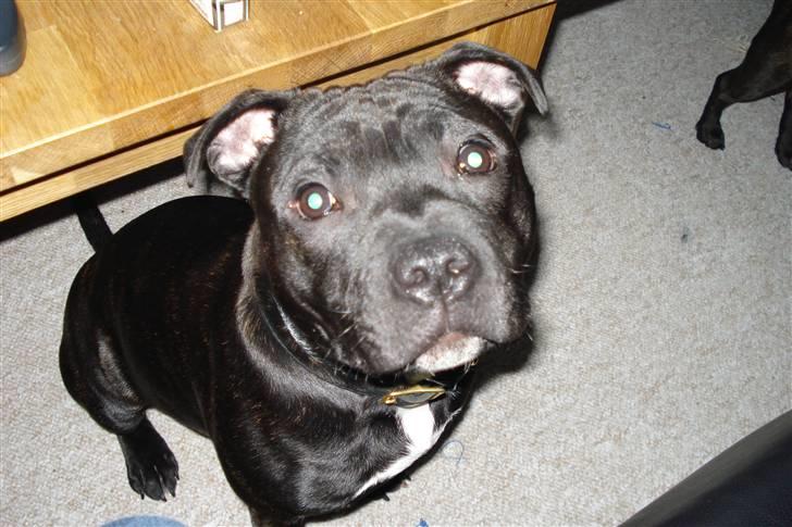 Staffordshire bull terrier Desmound - "Hvad har du der mor?"  billede 10