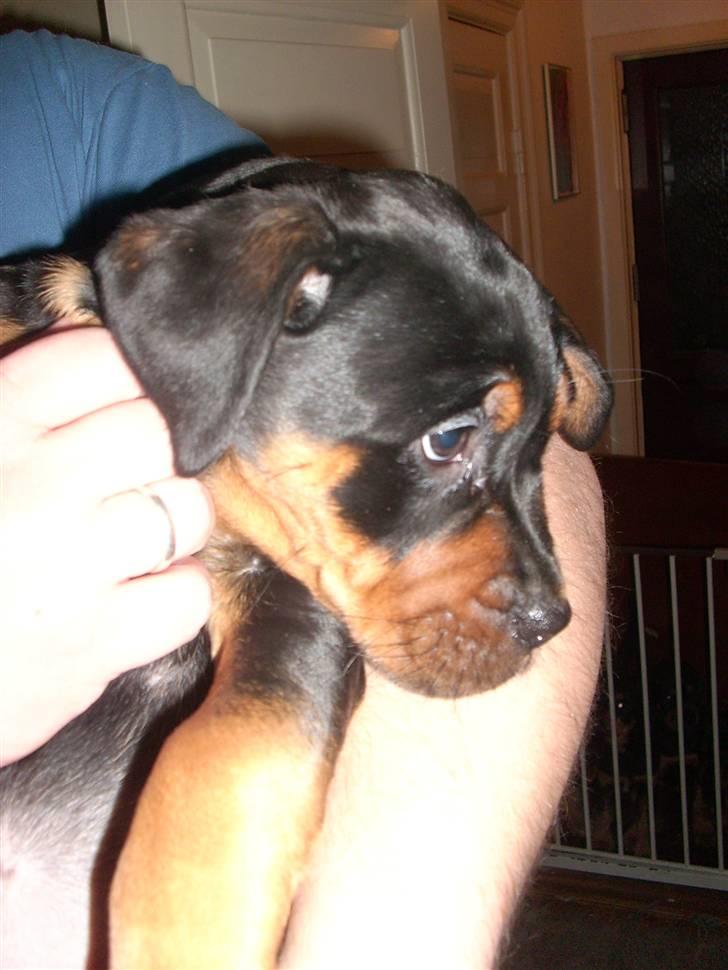 Blanding af racer Fraya R.I.P 26/4-2011 - Fraya da hun var 3 måneder gamel billede 1