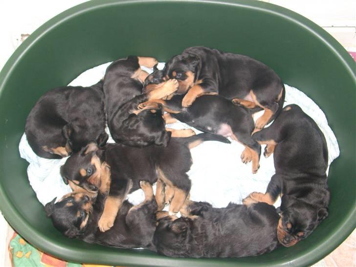 Blanding af racer Fraya R.I.P 26/4-2011 - her ligger Fraya med alle hendes søskende billede 2