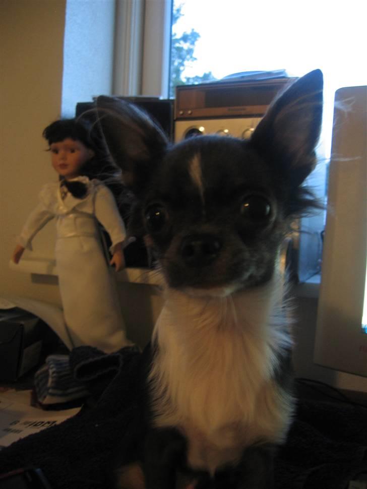 Chihuahua Don Diego De La Vega billede 1