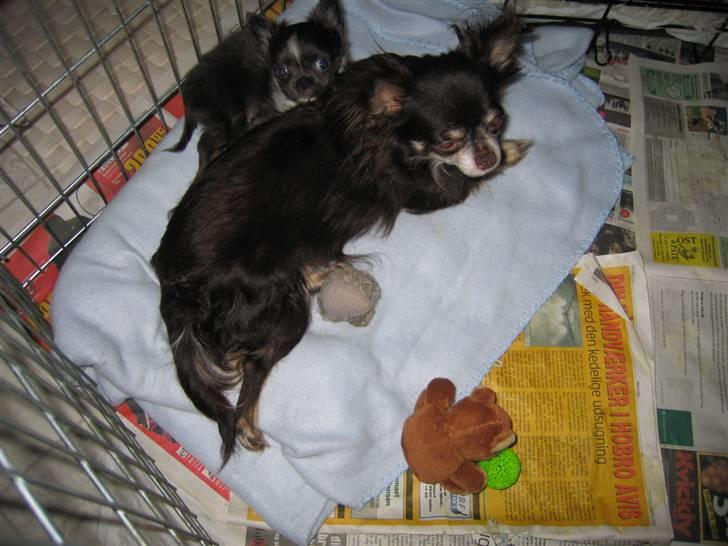 Chihuahua Don Diego De La Vega - Her ligger jeg sammen med min mor billede 2