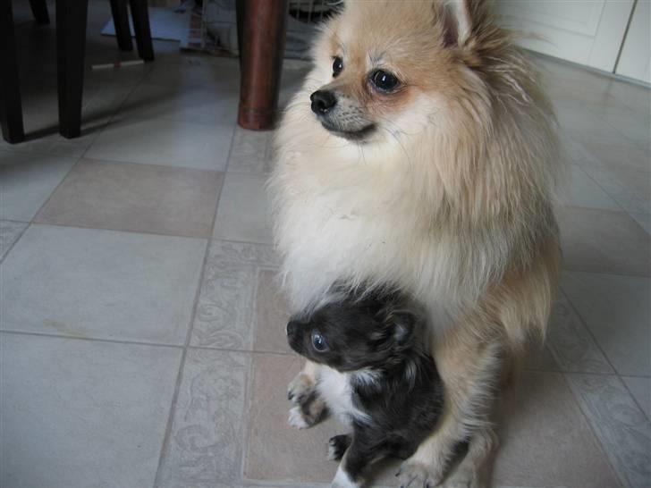 Chihuahua Don Diego De La Vega - Armani passer godt på ham:-) billede 3