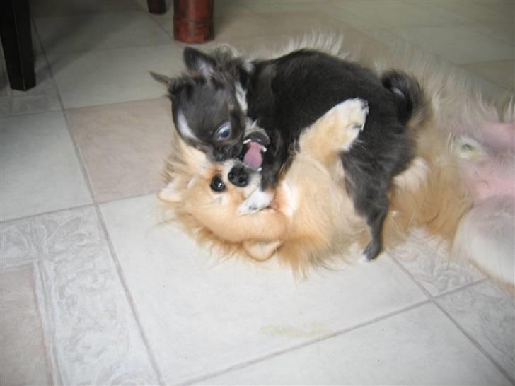 Chihuahua Don Diego De La Vega billede 4