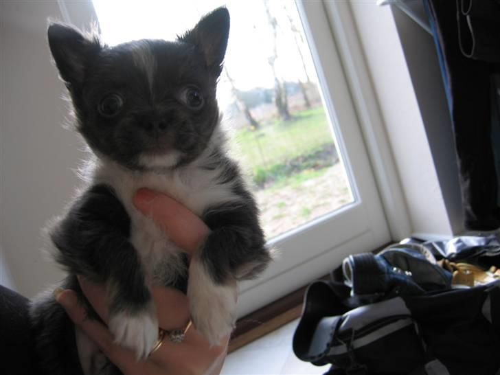 Chihuahua Don Diego De La Vega billede 5