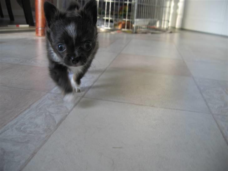 Chihuahua Don Diego De La Vega billede 6