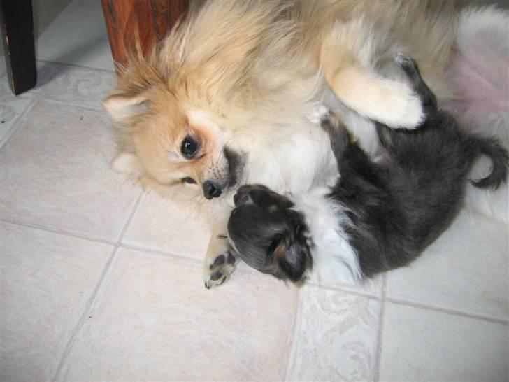 Chihuahua Don Diego De La Vega billede 7