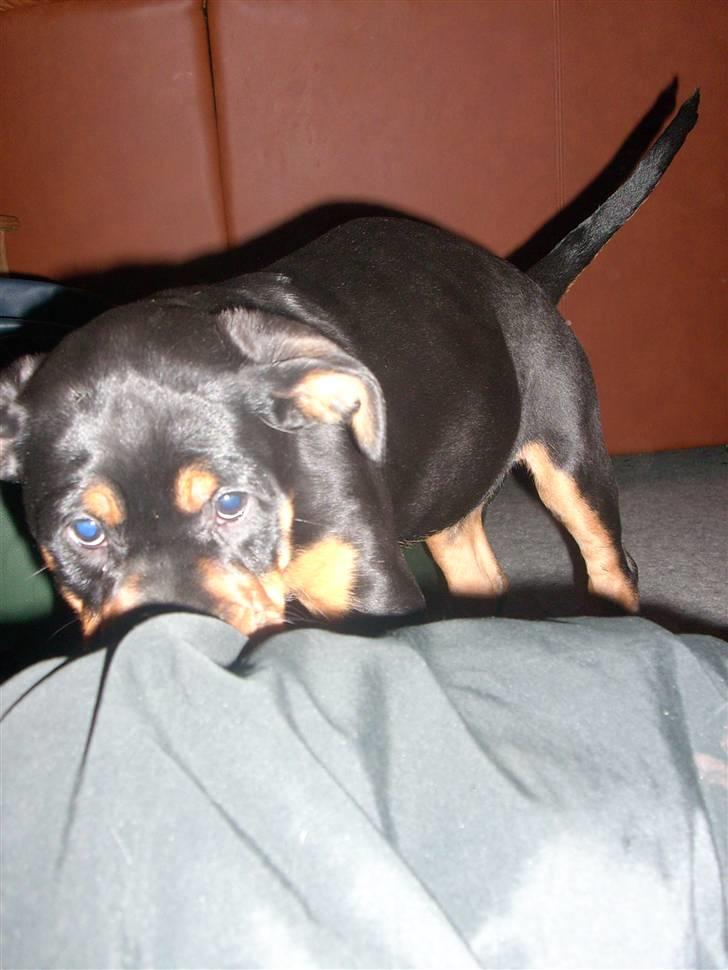 Blanding af racer Fraya R.I.P 26/4-2011 - her kommer jeg.. billede 4