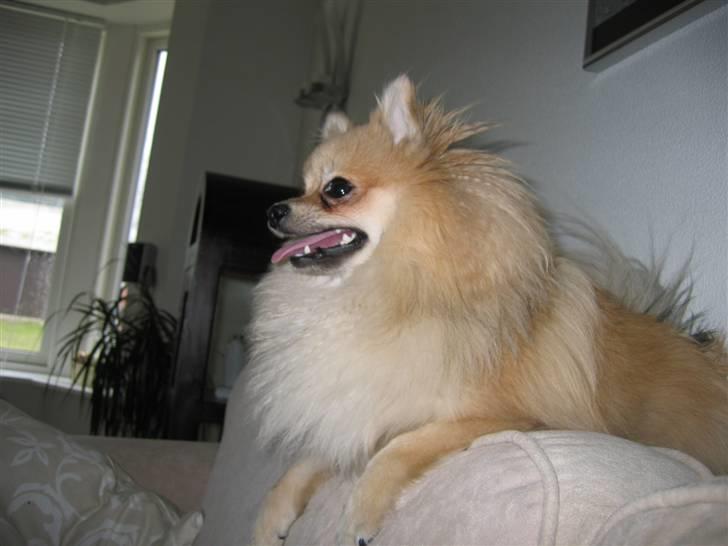 Pomeranian Vesterborgs Armani billede 13