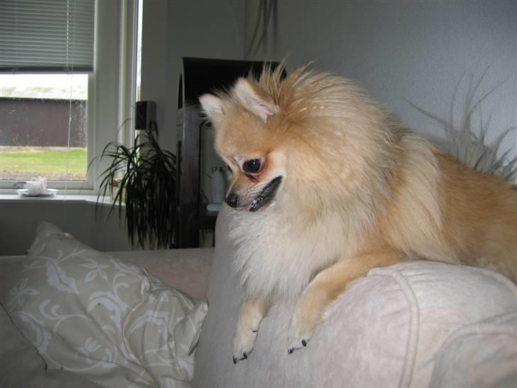 Pomeranian Vesterborgs Armani billede 14