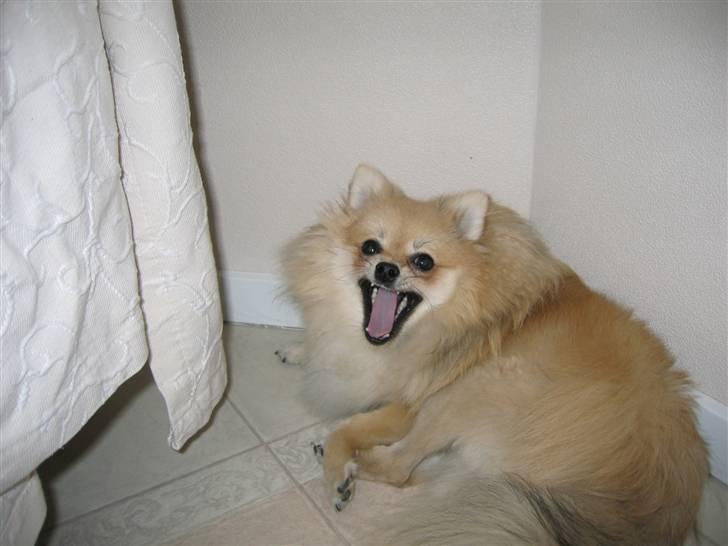 Pomeranian Vesterborgs Armani billede 15