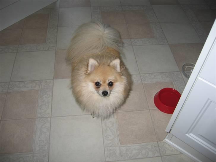 Pomeranian Vesterborgs Armani billede 16