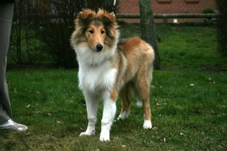 Collie langhåret Camelot - Billedet er taget af Nette i Voldum d. 23/2-08 billede 10