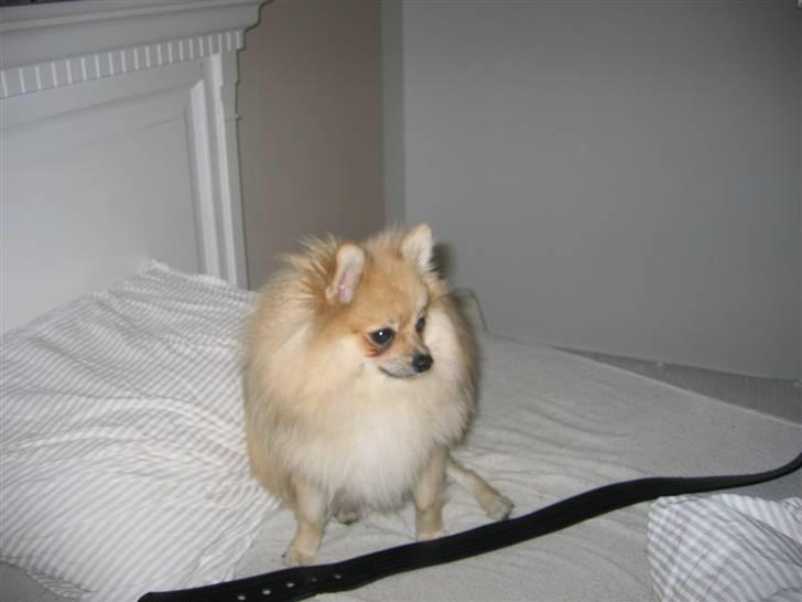 Pomeranian Vesterborgs Armani billede 17