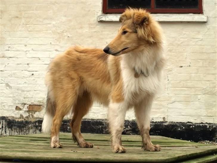 Collie langhåret Camelot - 4½ måned billede 11