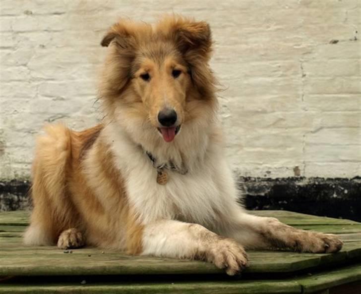 Collie langhåret Camelot billede 12